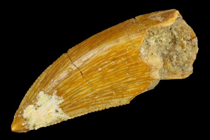 Serrated, Raptor Tooth - Real Dinosaur Tooth #115958